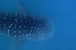 whale shark abstract.donsol,philippines.nikon D200,ikelit... by Parvin Dabas 